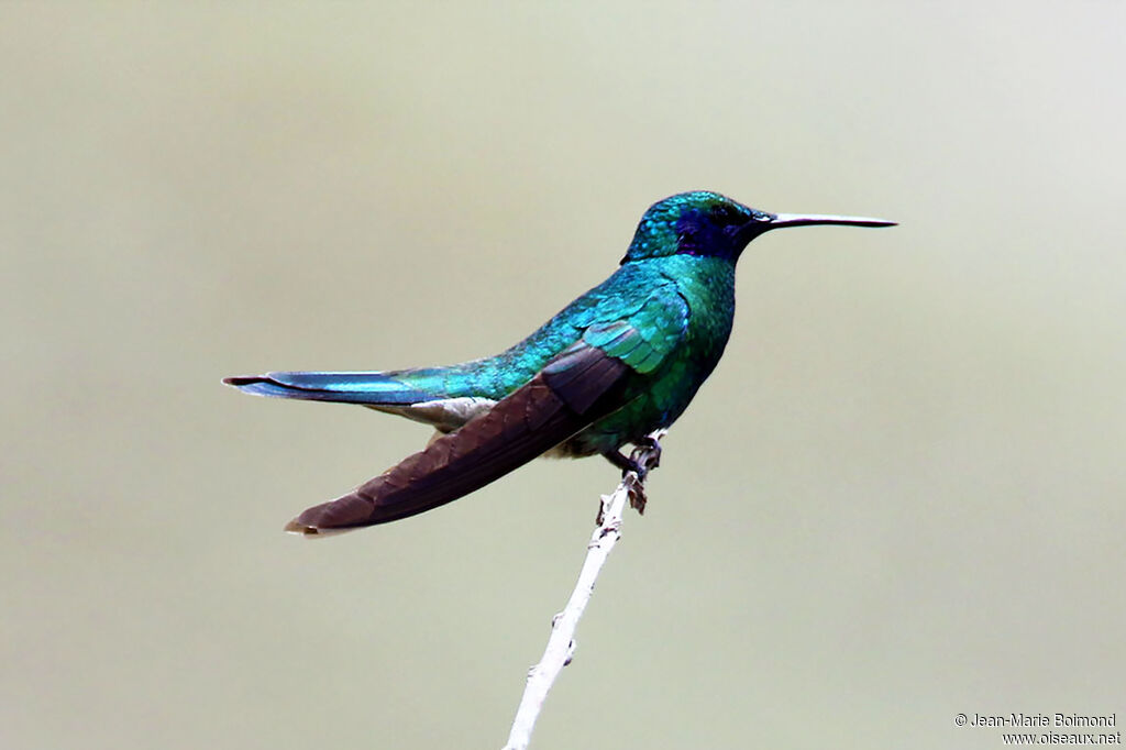 Colibri anaïs - Colibri d'Anaïs<br />