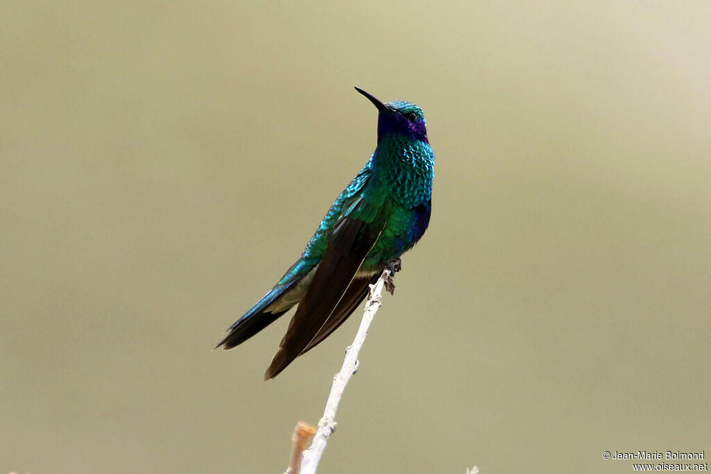 Colibri d'Anaïs