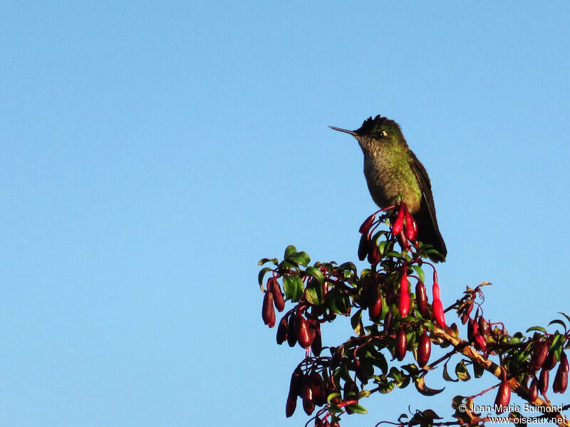 Green-backed Firecrown