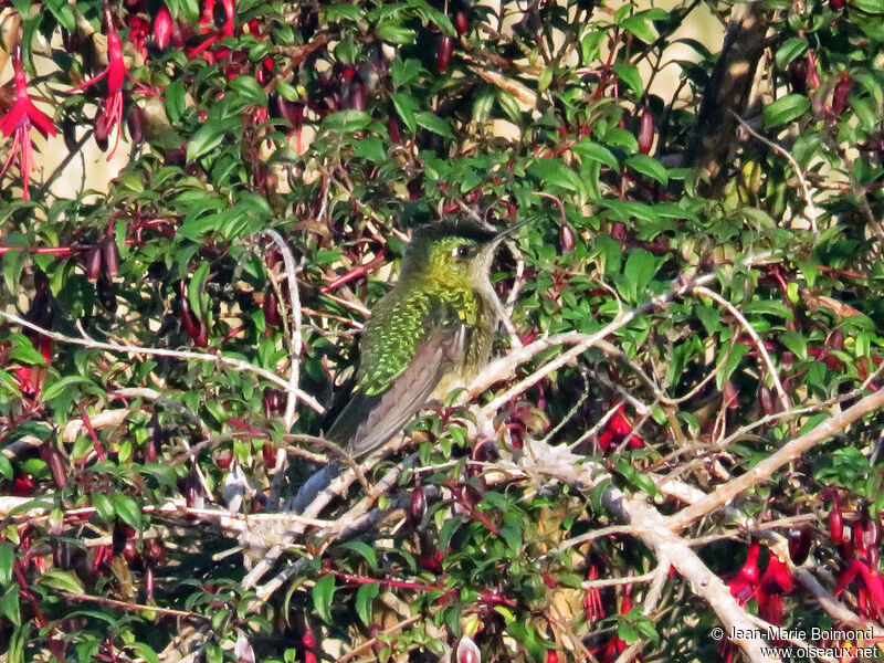 Colibri du Chili