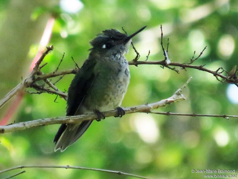 Green-backed Firecrown