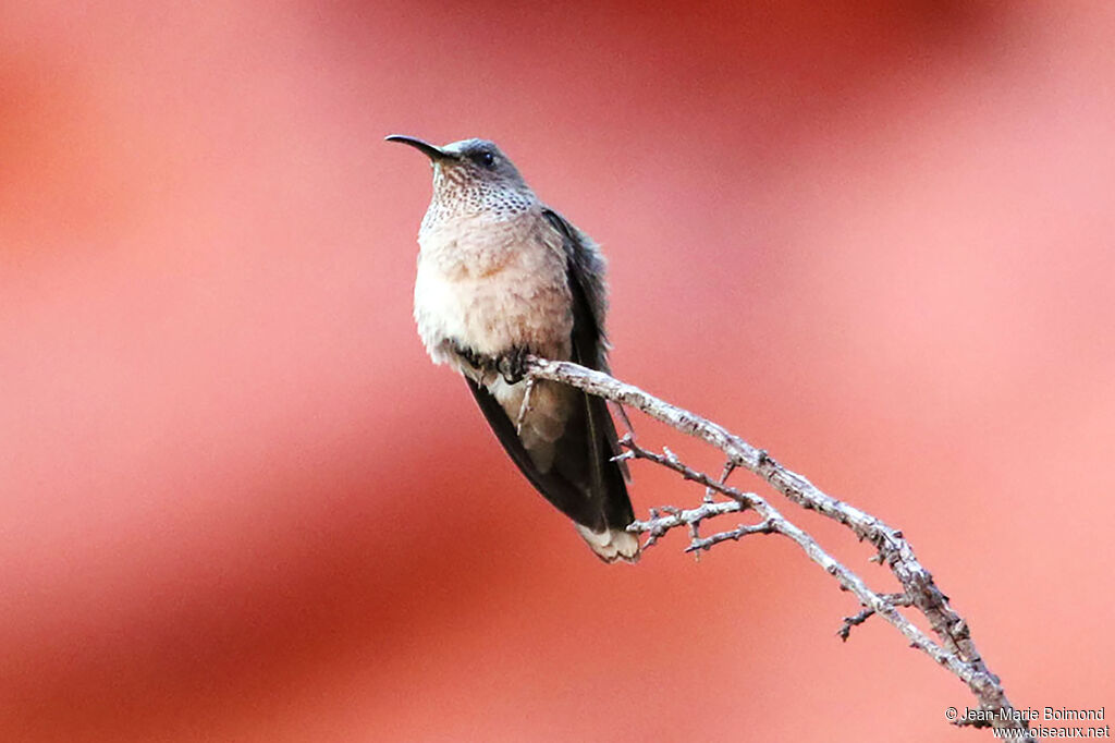 Colibri estelle - Colibri d'Estelle<br />