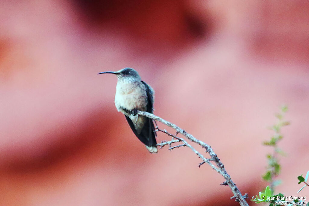 Colibri estelle - Colibri d'Estelle<br />