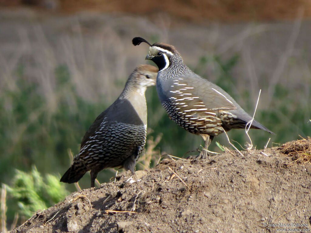 Colin de Californieadulte