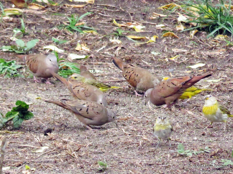 Ruddy Ground Dove