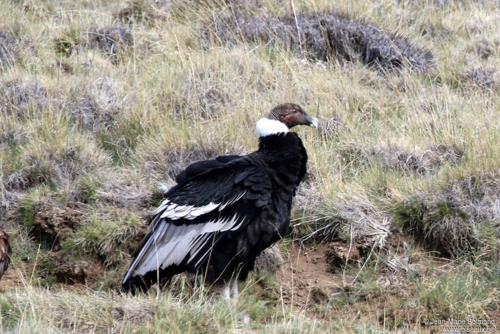 Condor des Andes