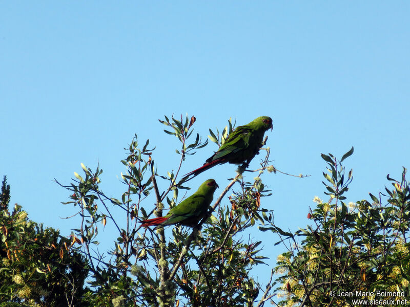 Conure à long bec