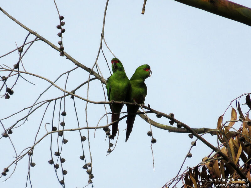 Conure à long bec