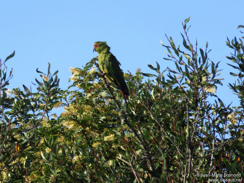 Slender-billed Parakeet