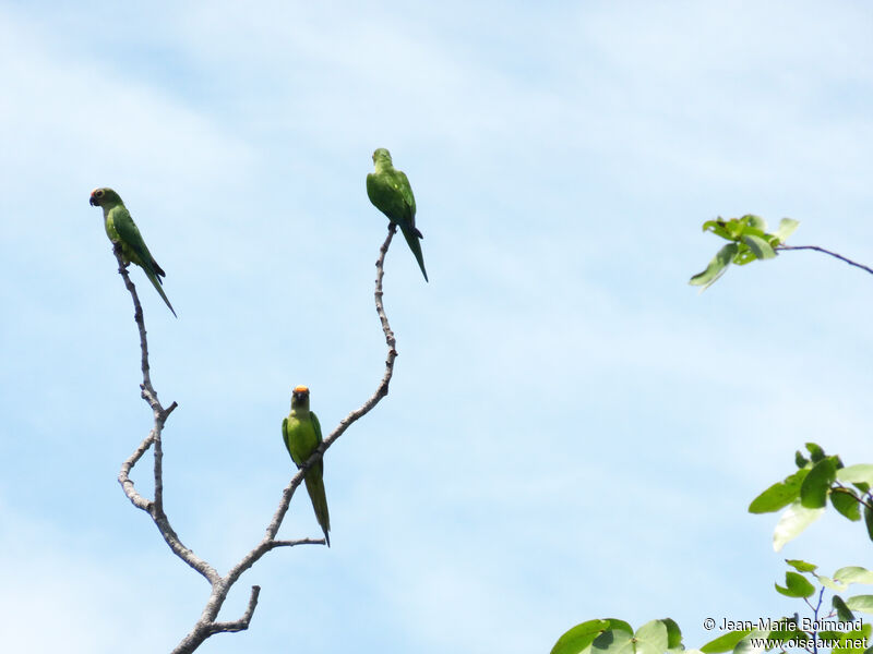 Conure couronnée