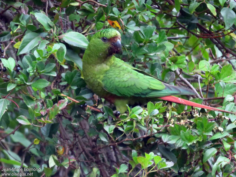 Conure magellaniqueadulte, Comportement