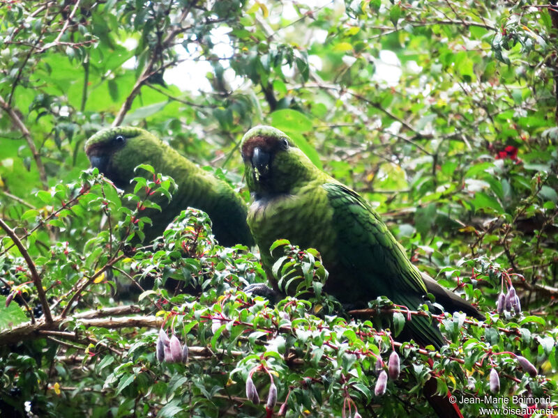 Austral Parakeet