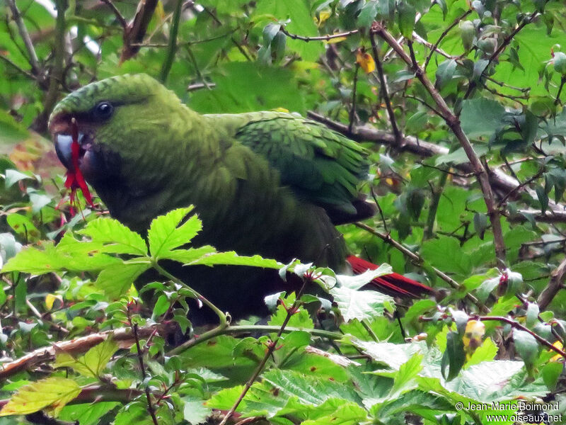 Austral Parakeet