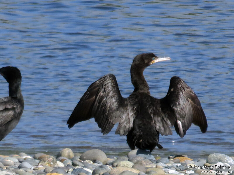 Neotropic Cormorant