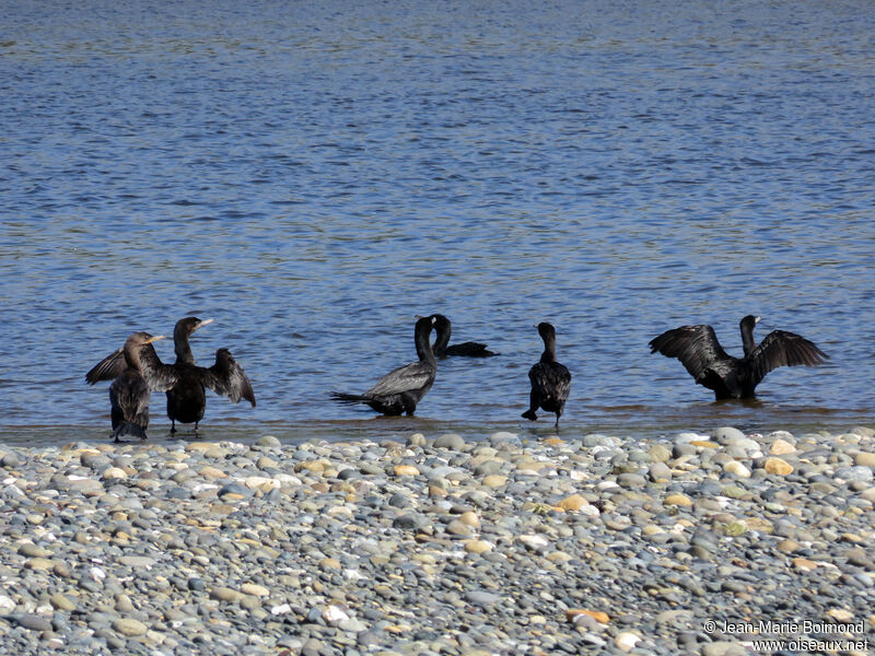 Neotropic Cormorant