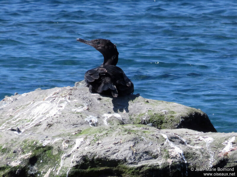 Neotropic Cormorant