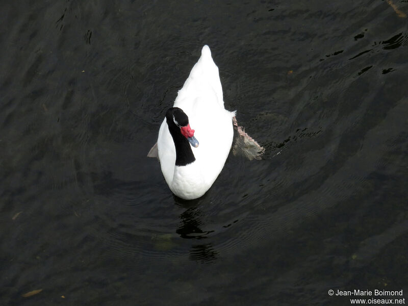 Cygne à cou noir