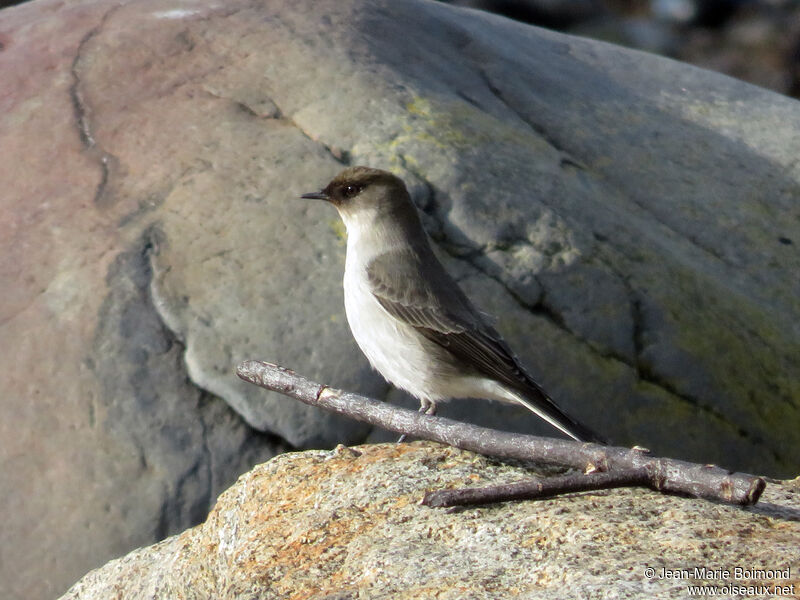 Dark-faced Ground Tyrant