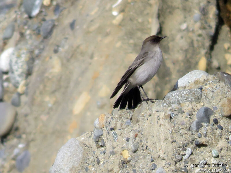 Dark-faced Ground Tyrant