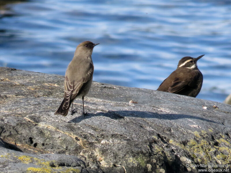 Dark-faced Ground Tyrant