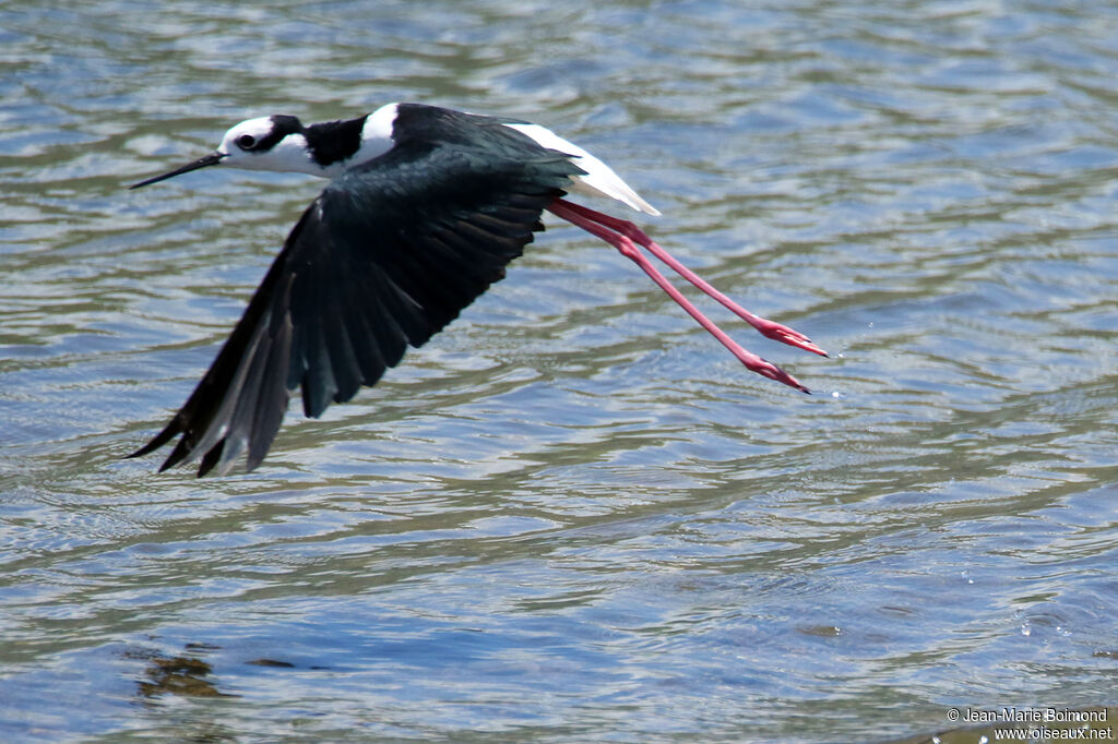 Échasse à queue noire