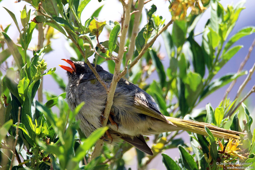 Embernagre à cinq couleurs