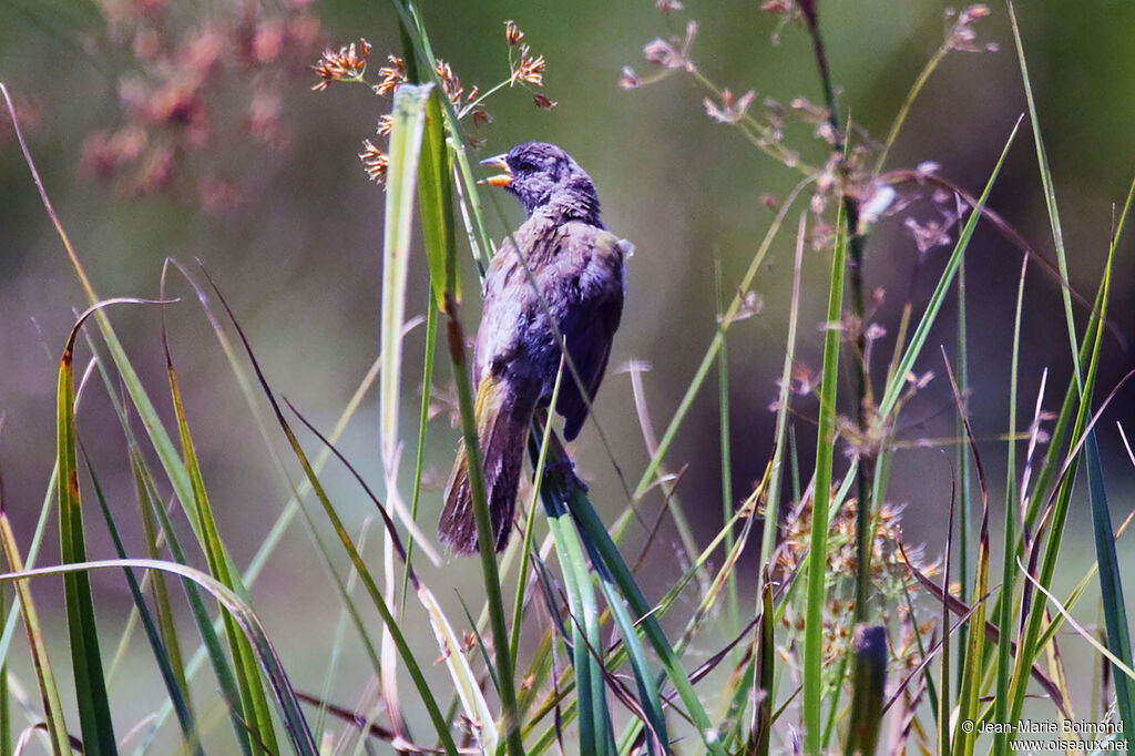 Embernagre à cinq couleurs