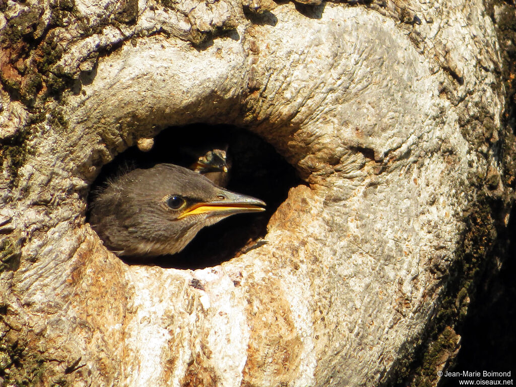 Étourneau sansonnet