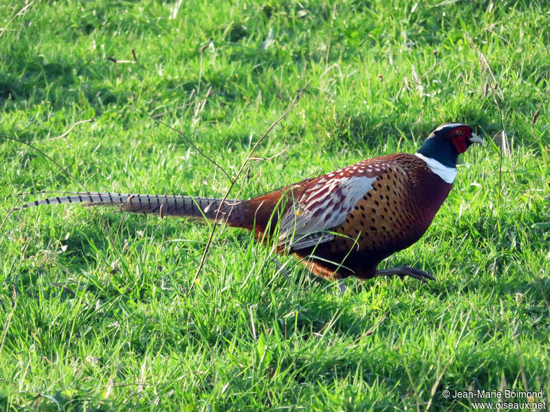 Common Pheasant male