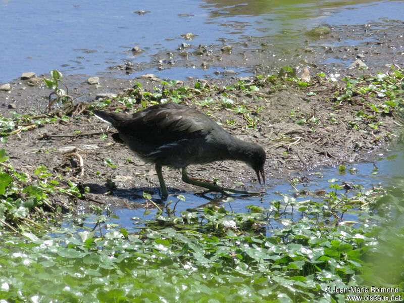 Gallinule d'Amériquejuvénile