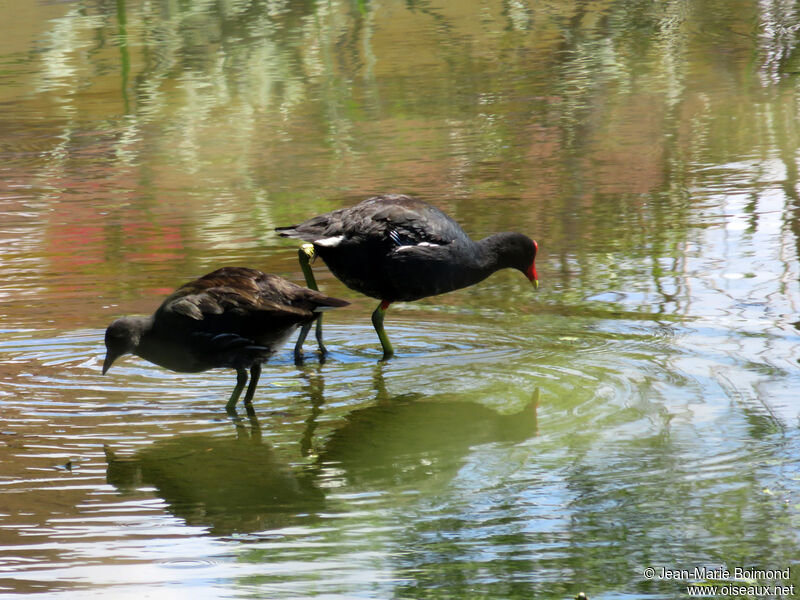 Gallinule d'Amérique