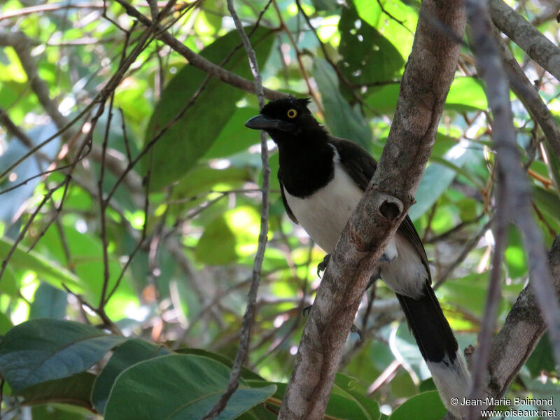 White-naped Jay