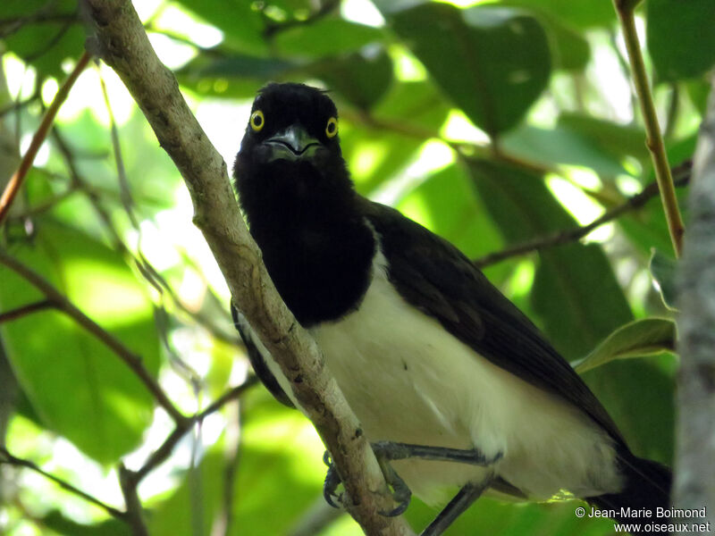 White-naped Jay