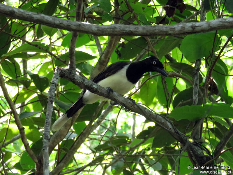 White-naped Jay