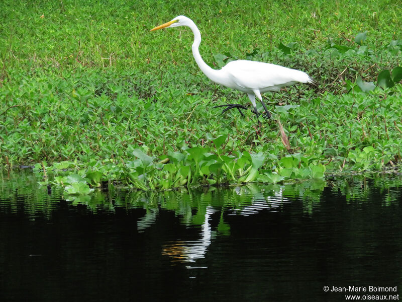 Grande Aigrette