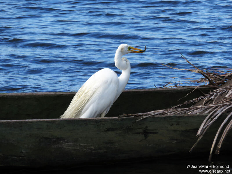 Grande Aigrette