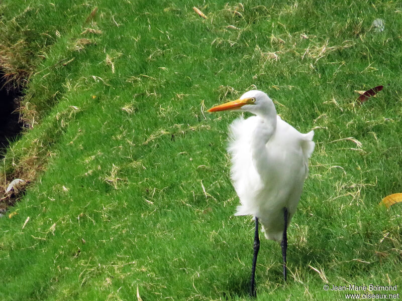 Grande Aigrette