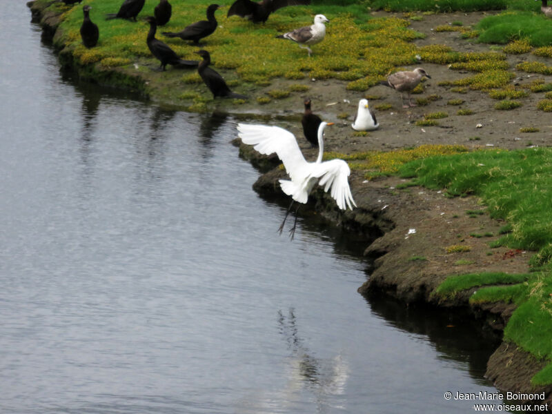 Grande Aigrette