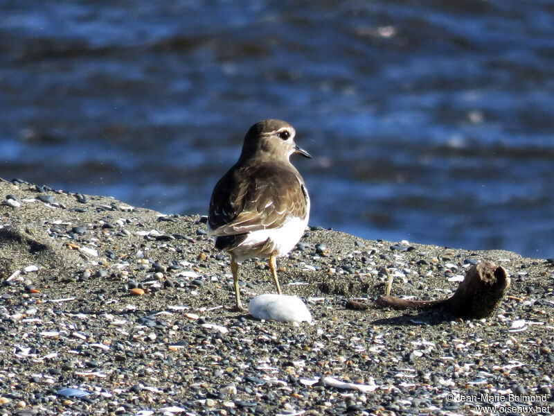 Rufous-chested Dotterel