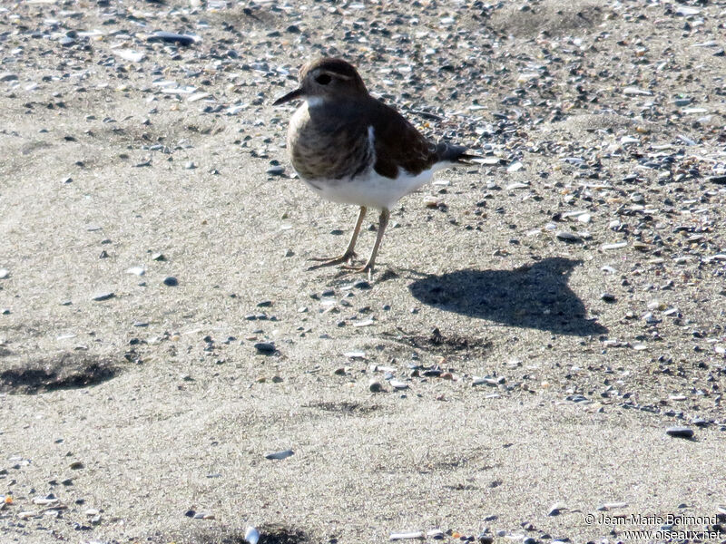 Rufous-chested Dotterel