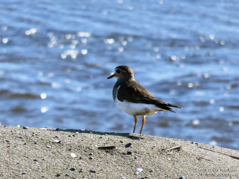 Rufous-chested Dotterel