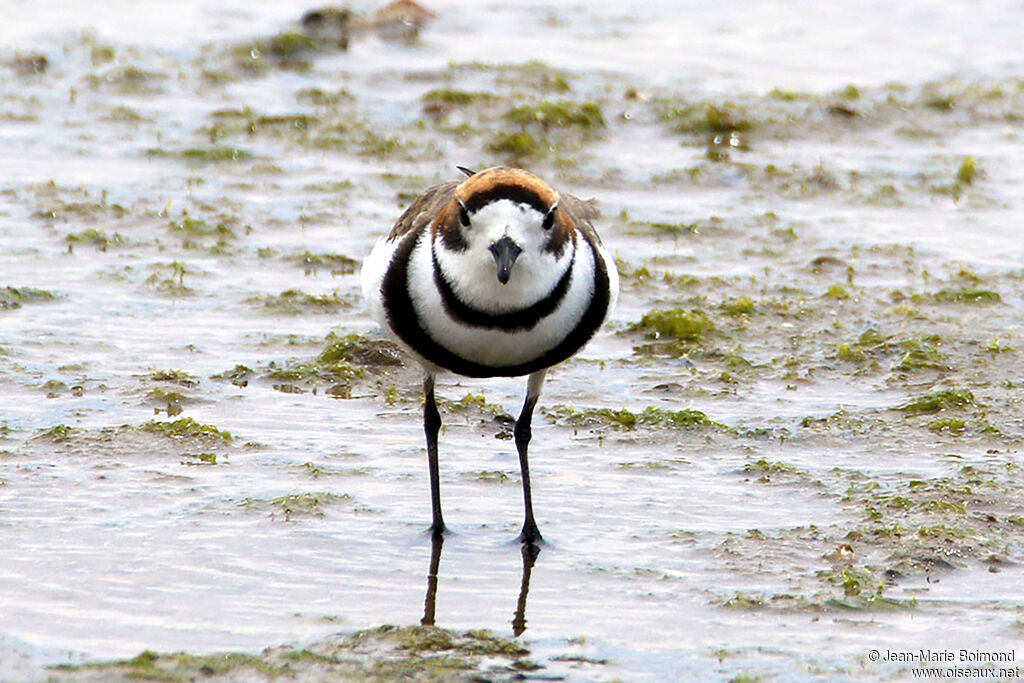 Gravelot des Falkland - Pluvier des Falkland<br />