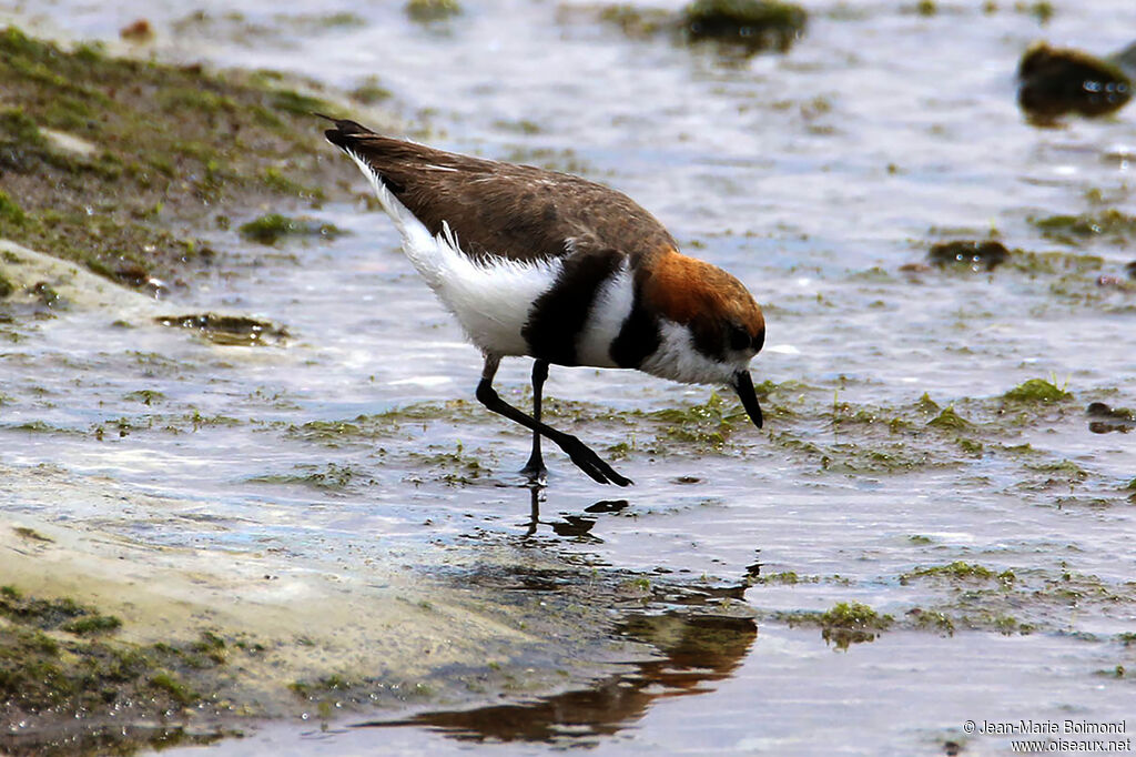 Gravelot des Falkland - Pluvier des Falkland<br />