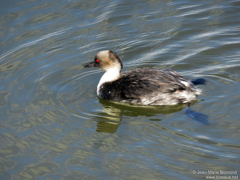 Silvery Grebe