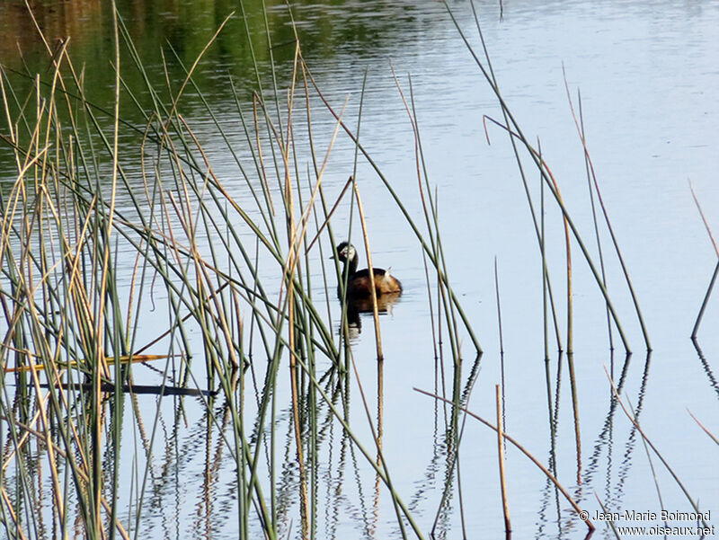 White-tufted Grebe