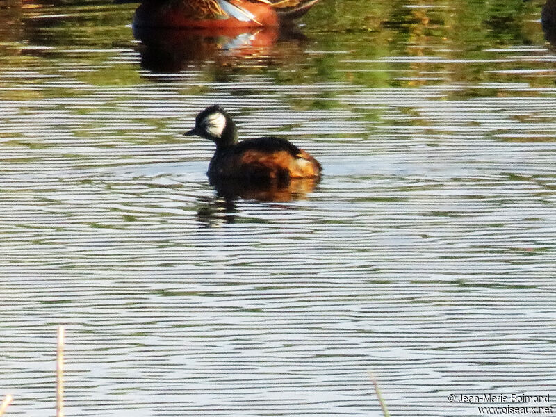 White-tufted Grebe