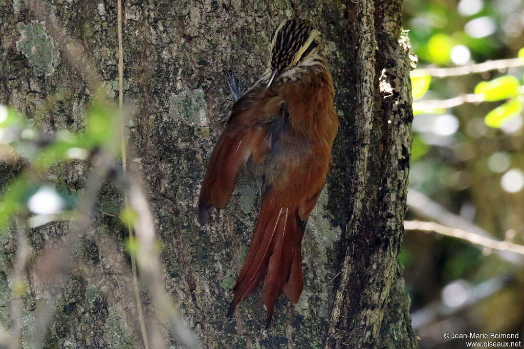 Grimpar à bec étroit
