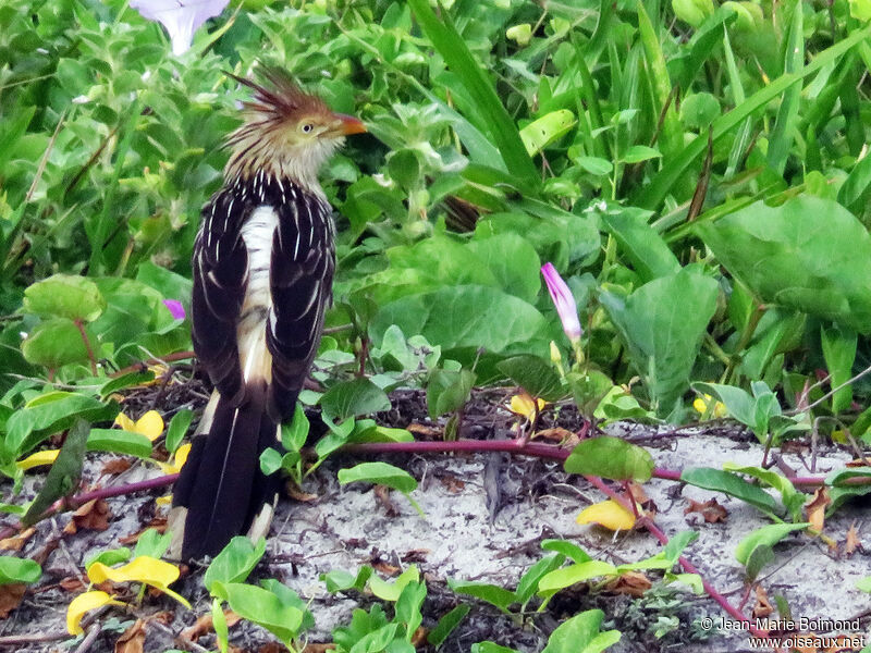 Guira cantara