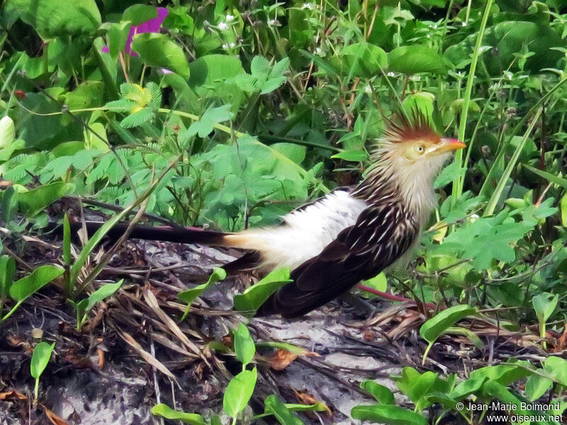 Guira cantara