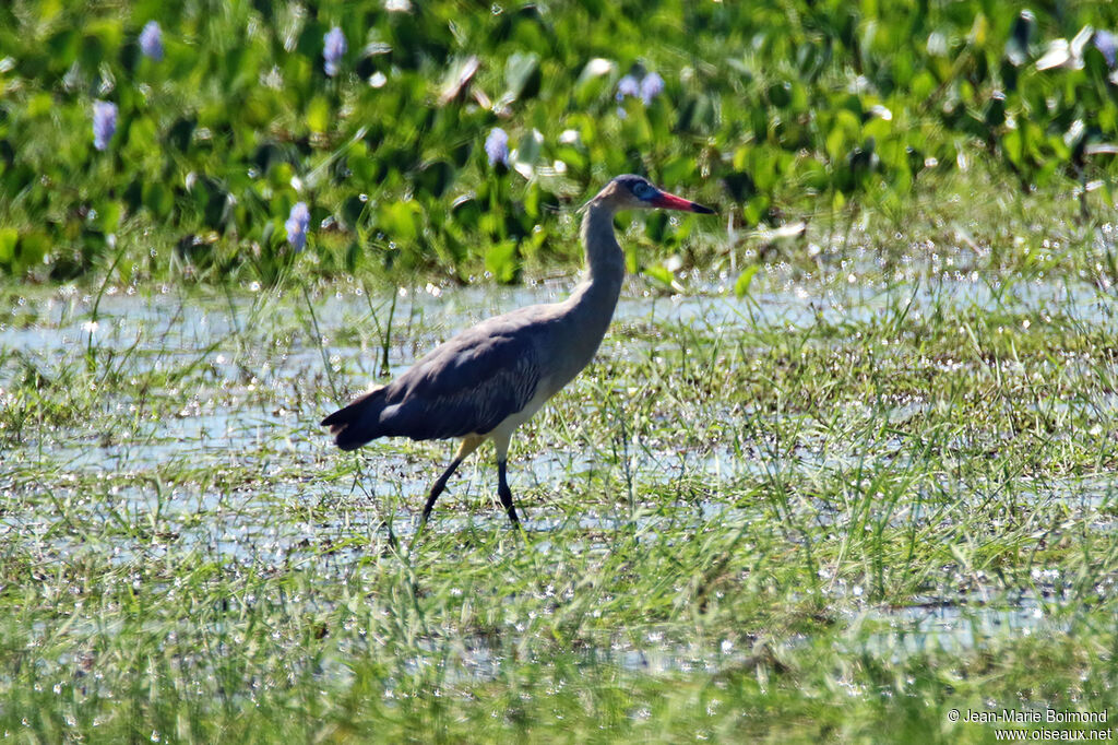 Héron flûte-du-soleil